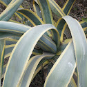 Century plant, Maguey