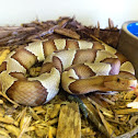 Copperhead (broadbanded)