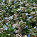 Persian speedwell