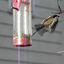 Black-capped Chickadee