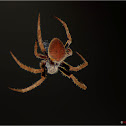 Night Spider