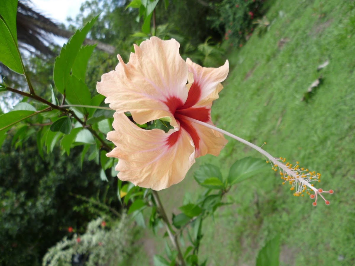 hibiscus hybrids