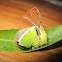 Puss moth caterpillar