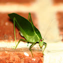 Gum Leaf Katydid
