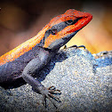 Peninsular Rock Agama and South Indian Rock Agama...