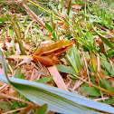 Common green frog
