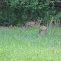 White-tailed Deer