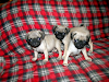 Vendo  Hermosas Cachorritas De Raza Pug