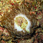 Daytime Coral