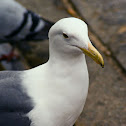 Western Gull