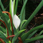 Split Leaf Philodendron