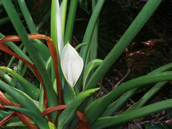 Spotting Image 1