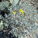 Brittlebush