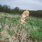 cattail