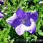 Chinese bellflower