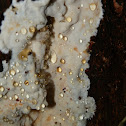 Resupinate fungus