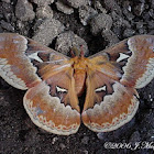 Tulip-tree Silkmoth