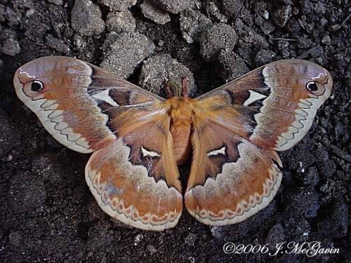 Spotting Image 1