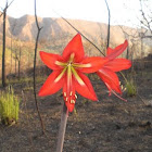 Amarillis do Cerrado