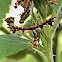 Moth - Plume Moth - Pterophoridae