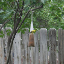 American Goldfinch