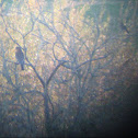 Red-shouldered hawk and Northern Flicker