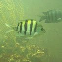Seargant Major 