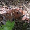 White tail deer