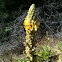 Mullein