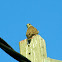 Common Kestrel