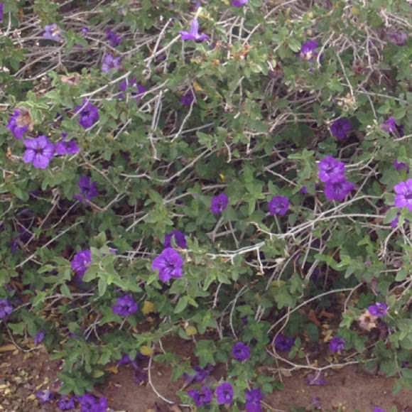 Spotting Image 1