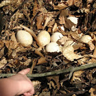 Turkey Eggs