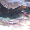 Banggai Cardinalfish