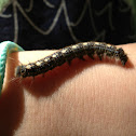 Catapillar