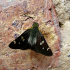 Brazilian Skipper