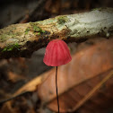 Fungi