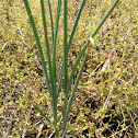 wild onion