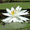 White Lotus