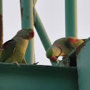 Alexandrine parakeet