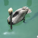 Brown Pelican