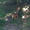 Eurasian red squirrel