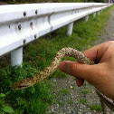 Japanese Rat Snake
