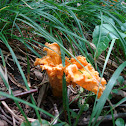 Smooth Chanterelle