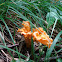 Smooth Chanterelle