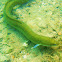 European eel