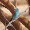 Abyssinian Roller