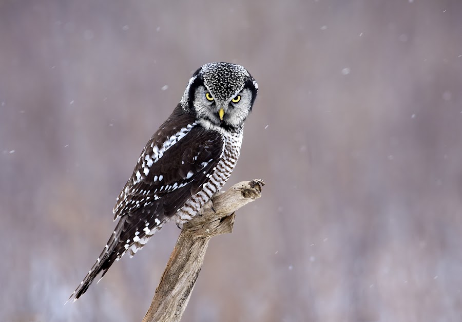 Northern Hawk Owl / Chouette épervière by Rachel Bilodeau - Animals Birds ( northern hawk owl / chouette épervière )