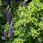 Large-leaf Lupin