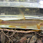 Longnose Dace