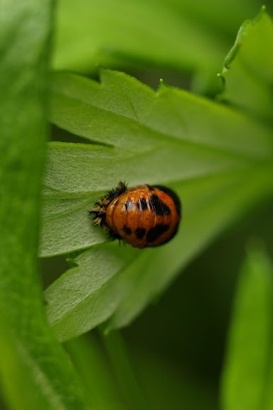 Spotting Image 1